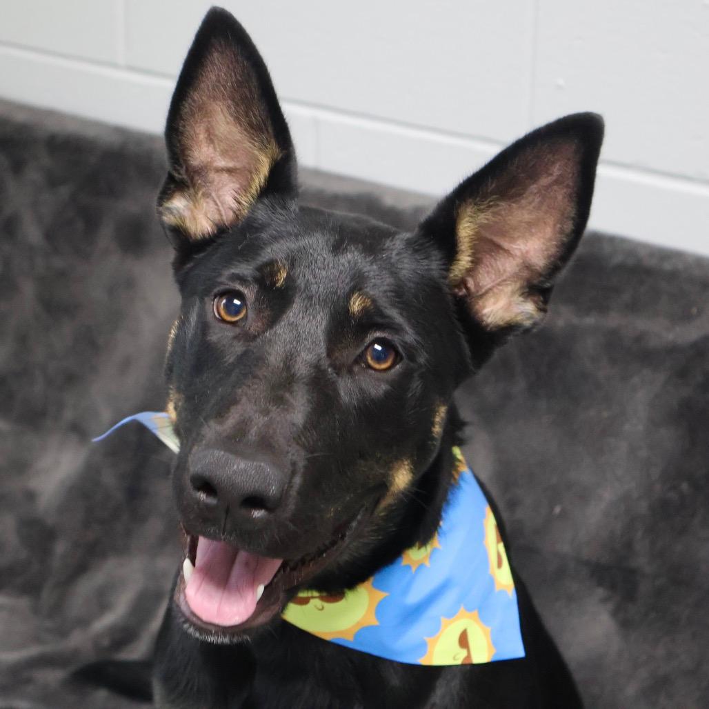 Nala