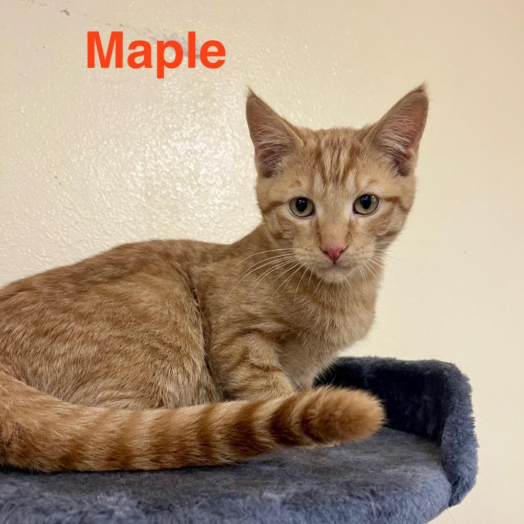 Maple