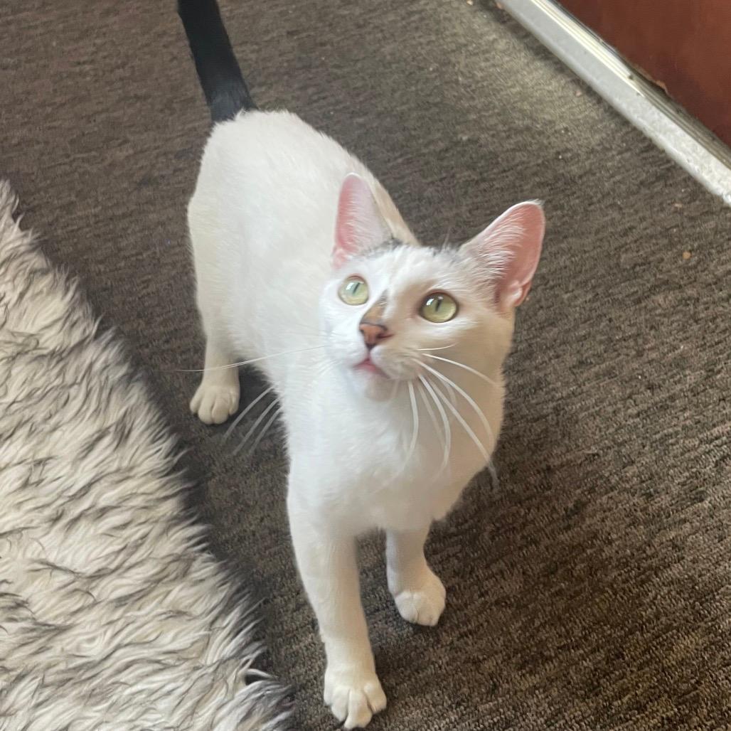 Gia