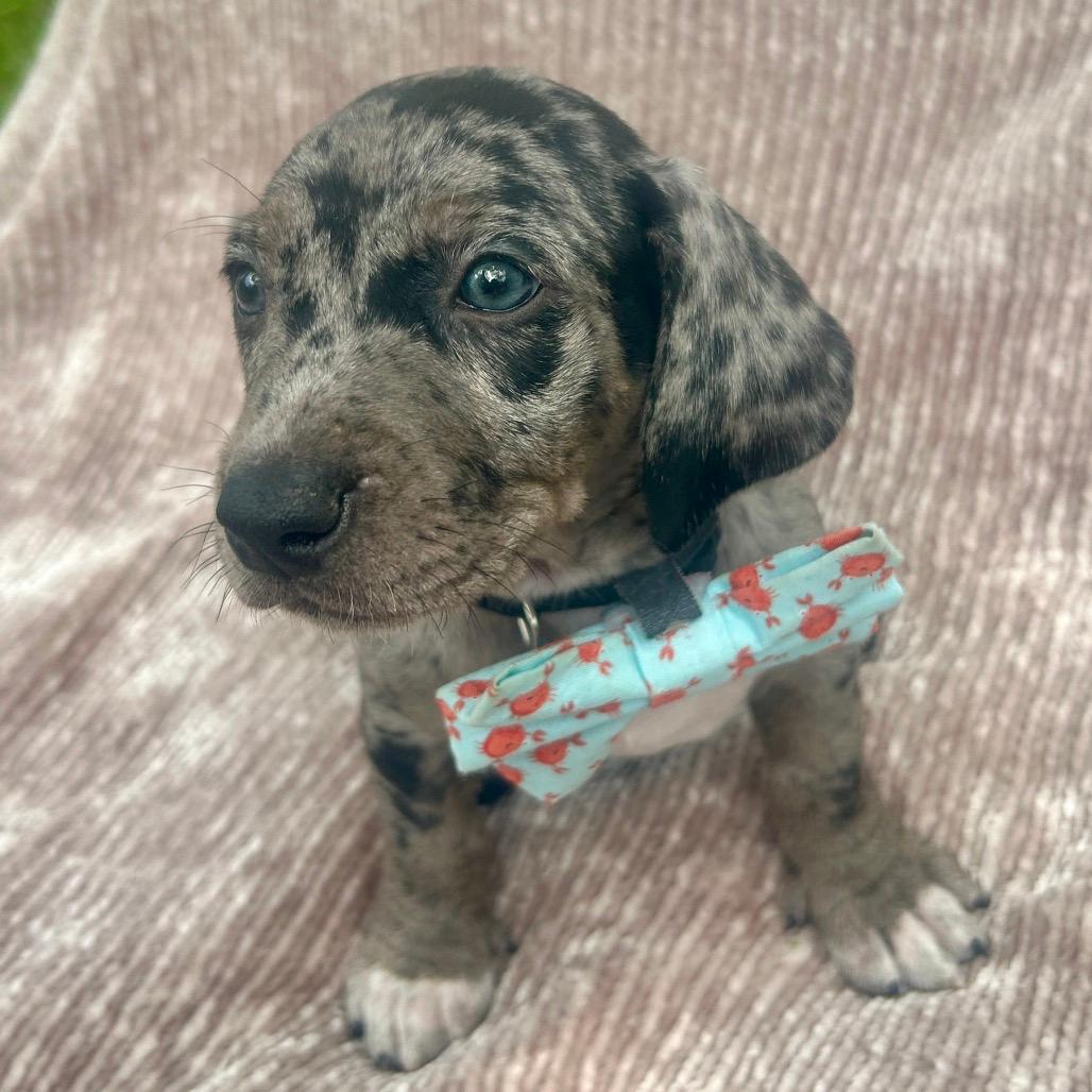 Hank Junior (Benefactor Puppy)