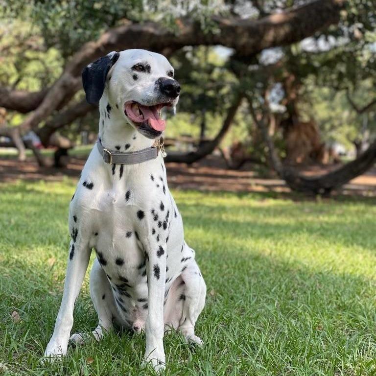 Dalmatian Dogs Health Problems: Essential Facts Revealed