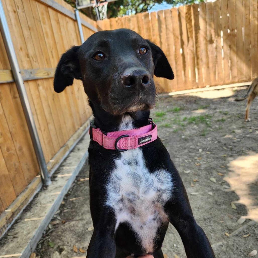 Holly (Reduced Rover)