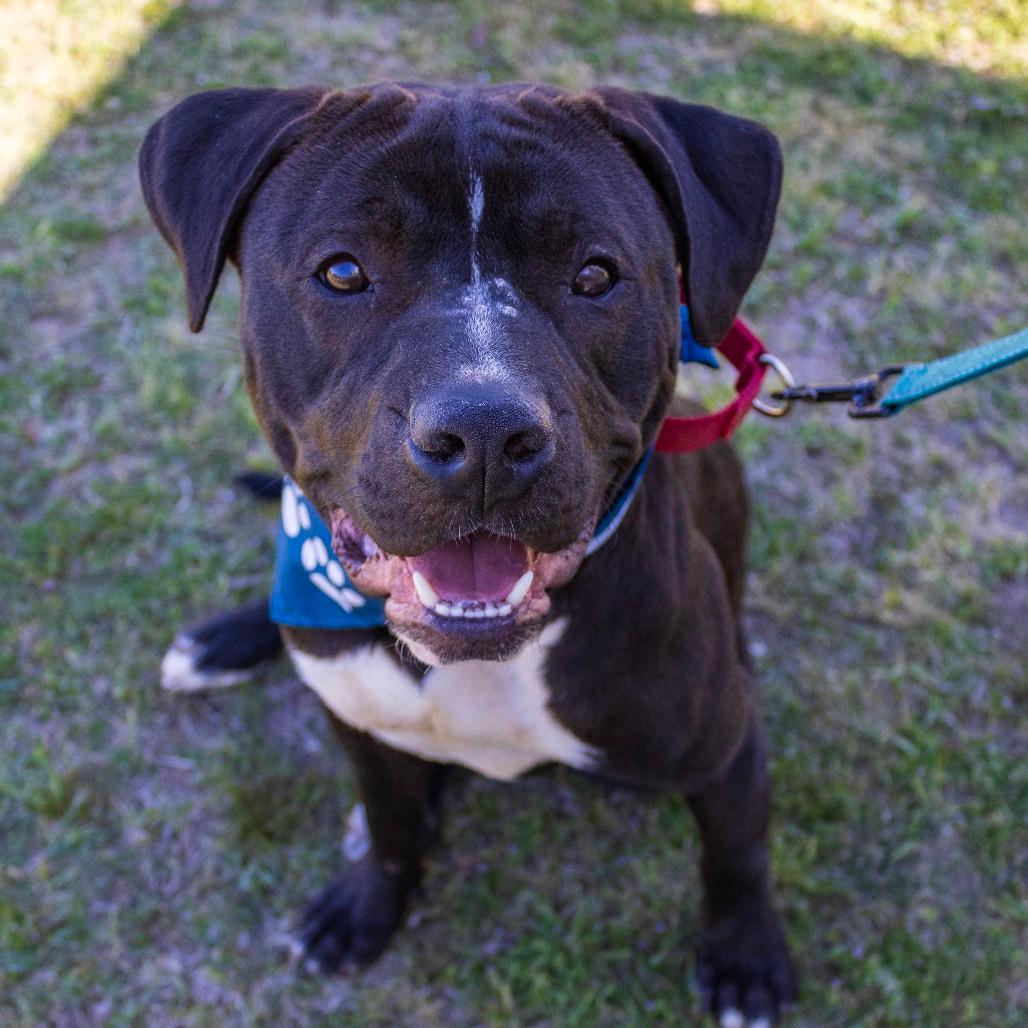 Hogan(Adoption Fee-SPONSORED!)