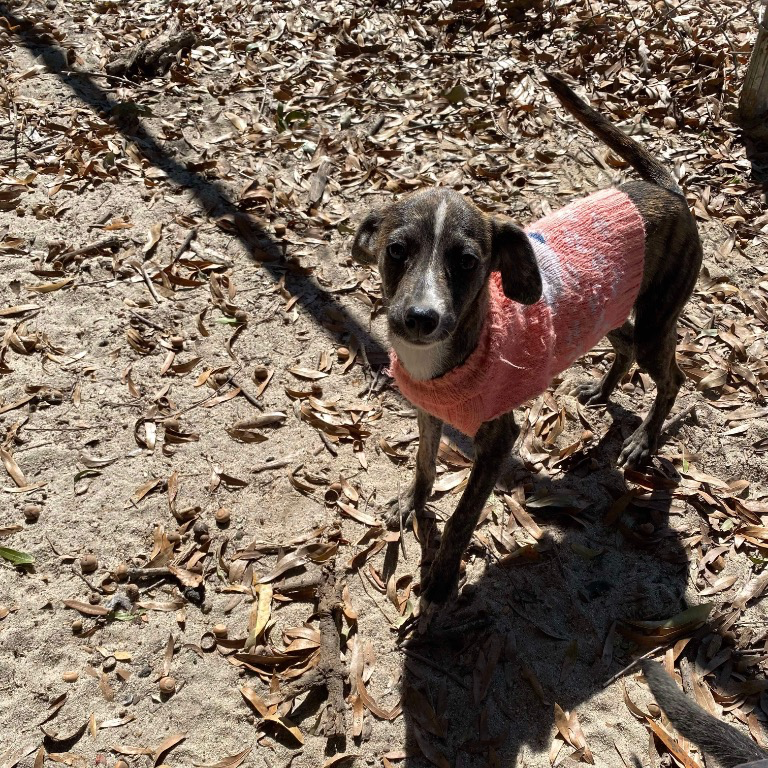 Penny