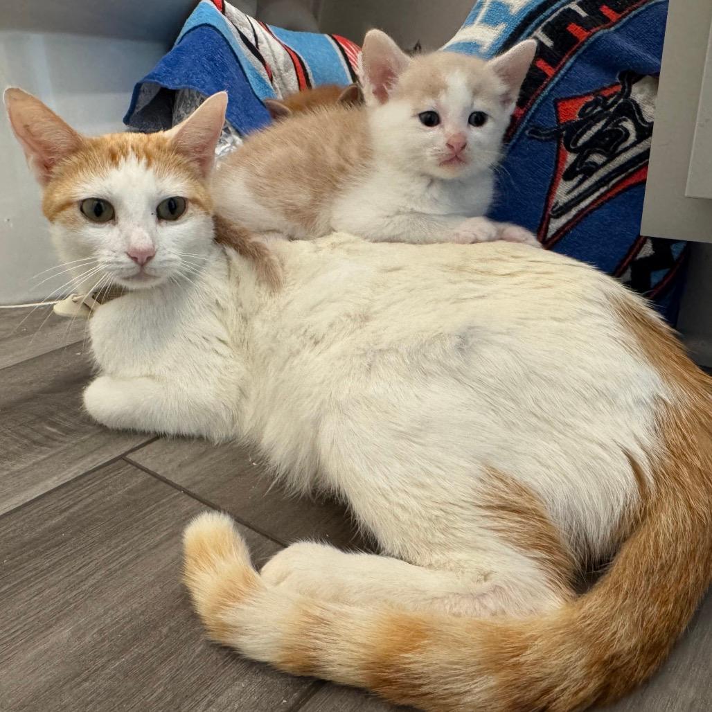Marmalade