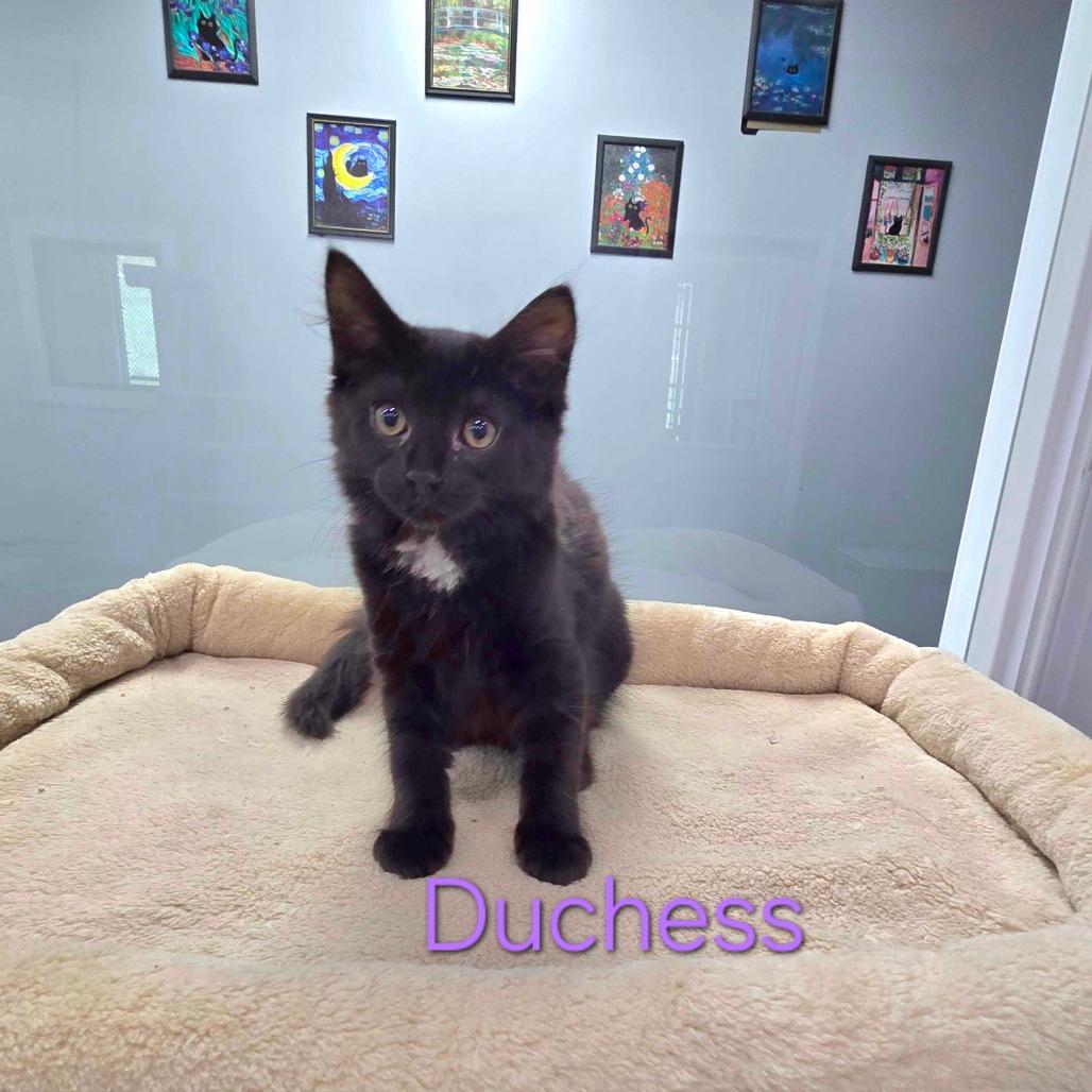 Duchess