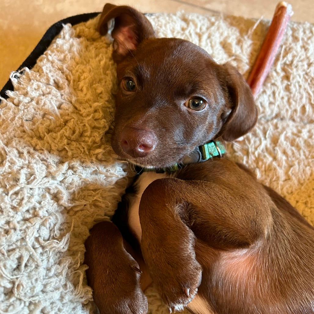 Winston