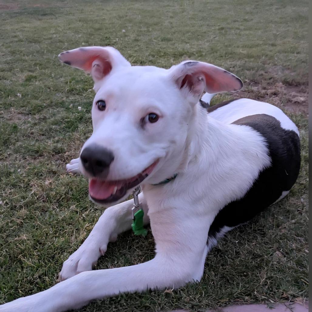 Daisy