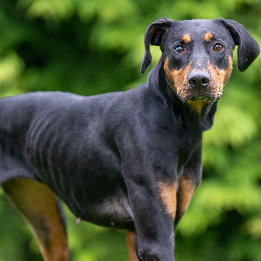Picture of Tess