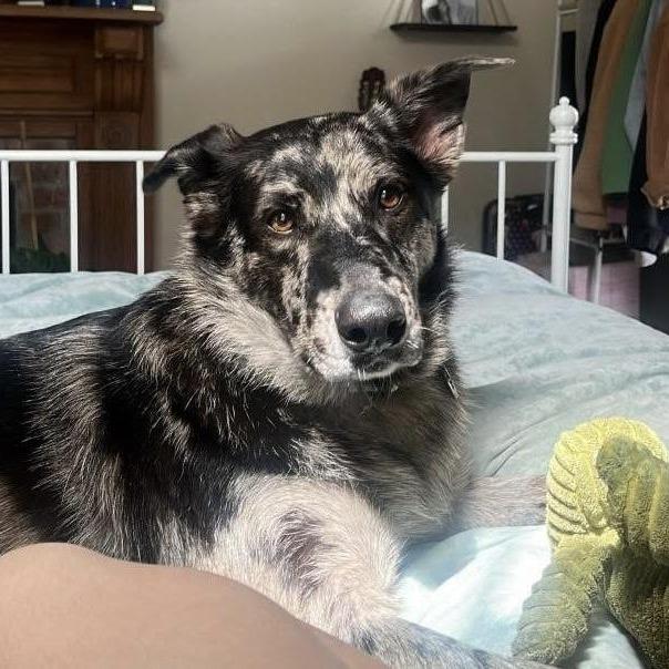 Motley (Reduced Rover)