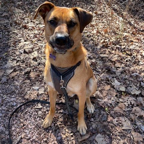 Jake - In Foster (Adoption Fee SPONSORED!)