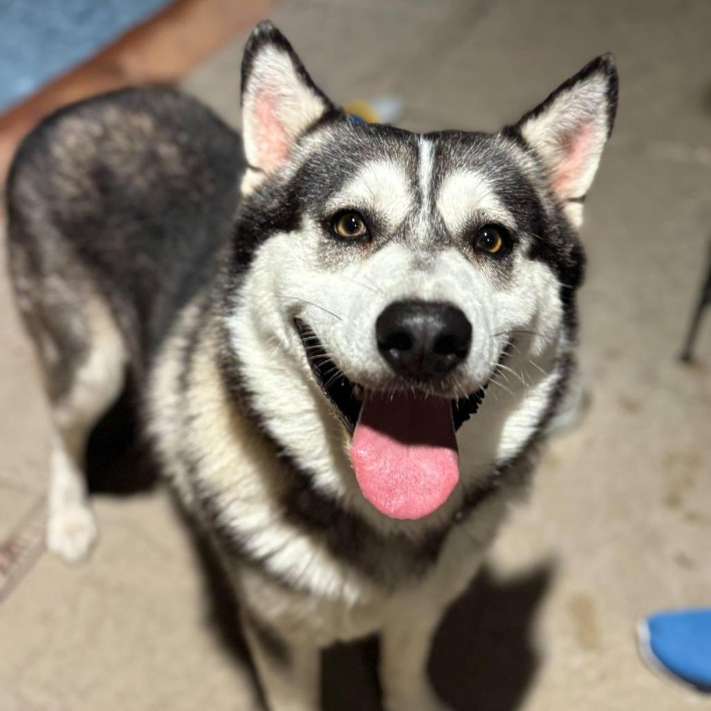 Nanook