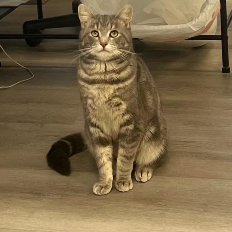 Manolo