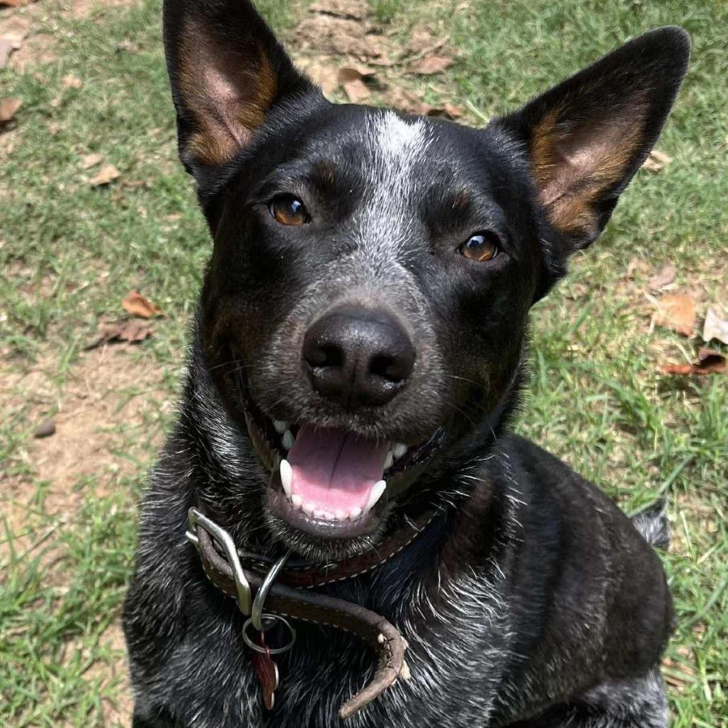 Travis aka Taz