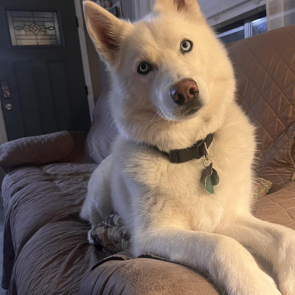 Prince (Reduced Rover)