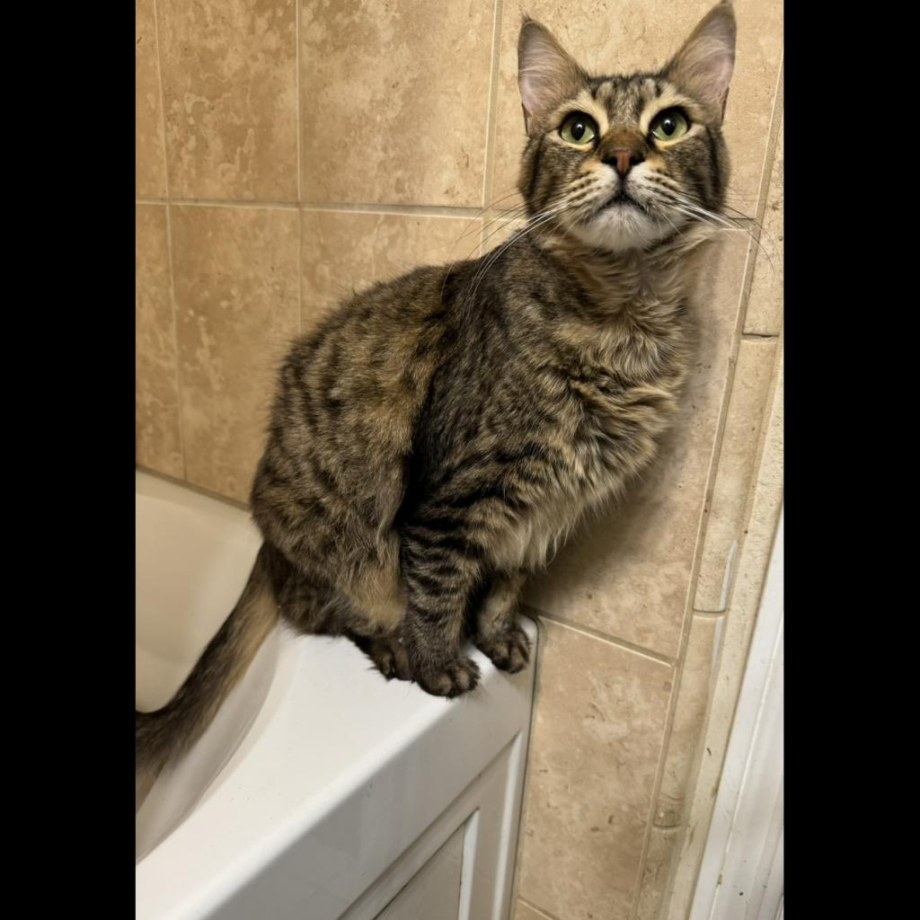 Cocoa
