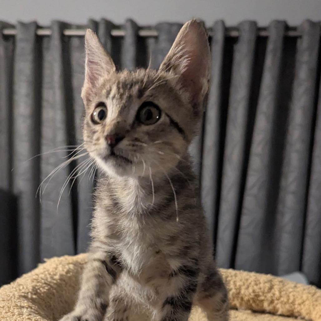 Ziggy