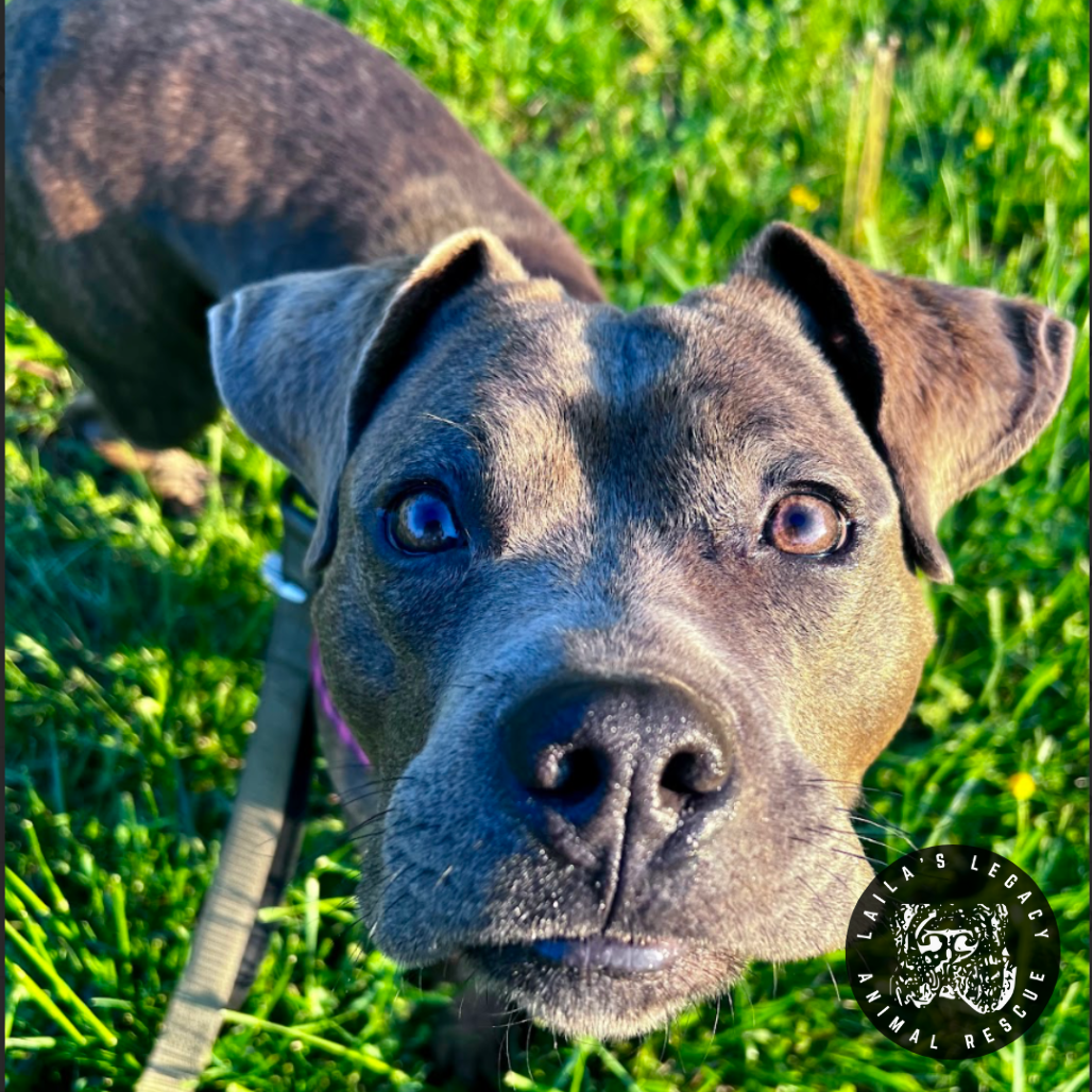 Jet