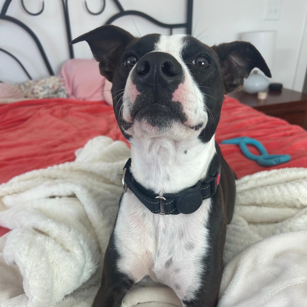 Pico (adoption fee SPONSORED!)