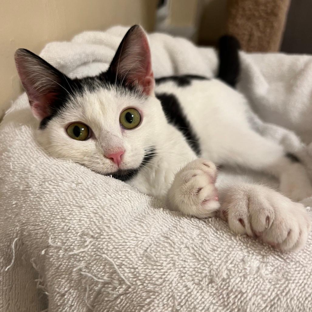 Lulu