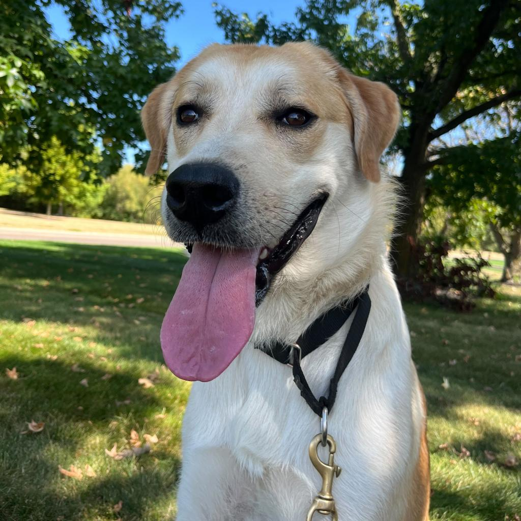 Picture of Happy