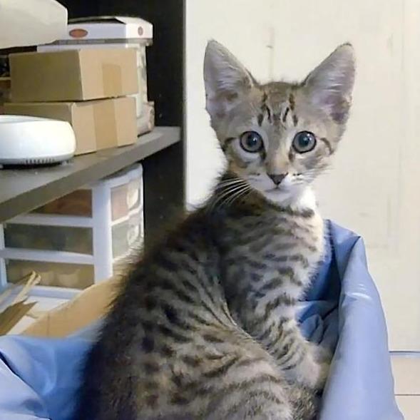 Kit-Kat