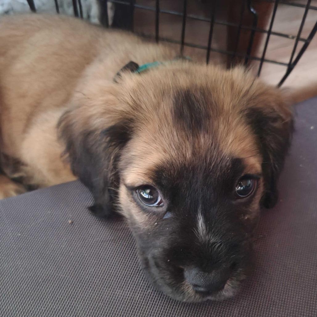 Xavi