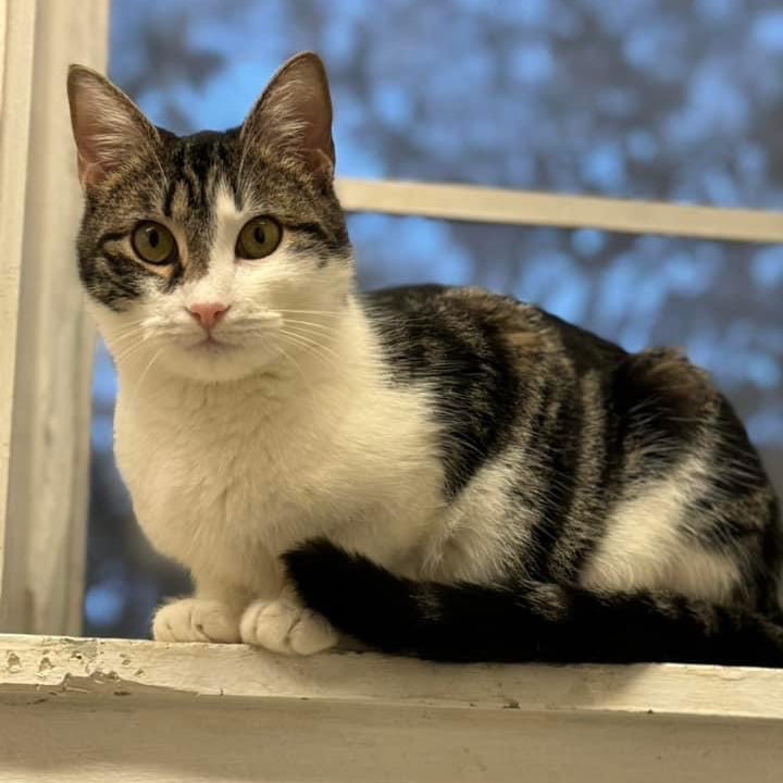 Lilly