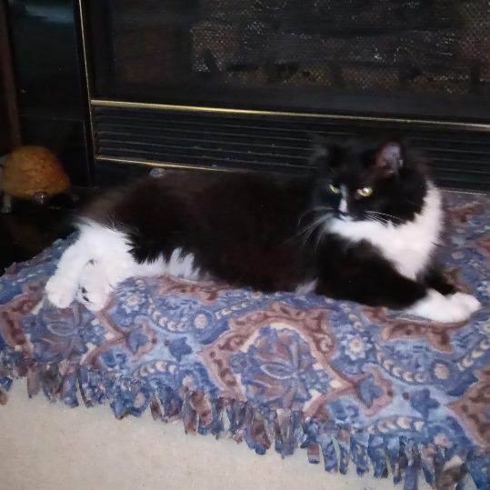 Gemma