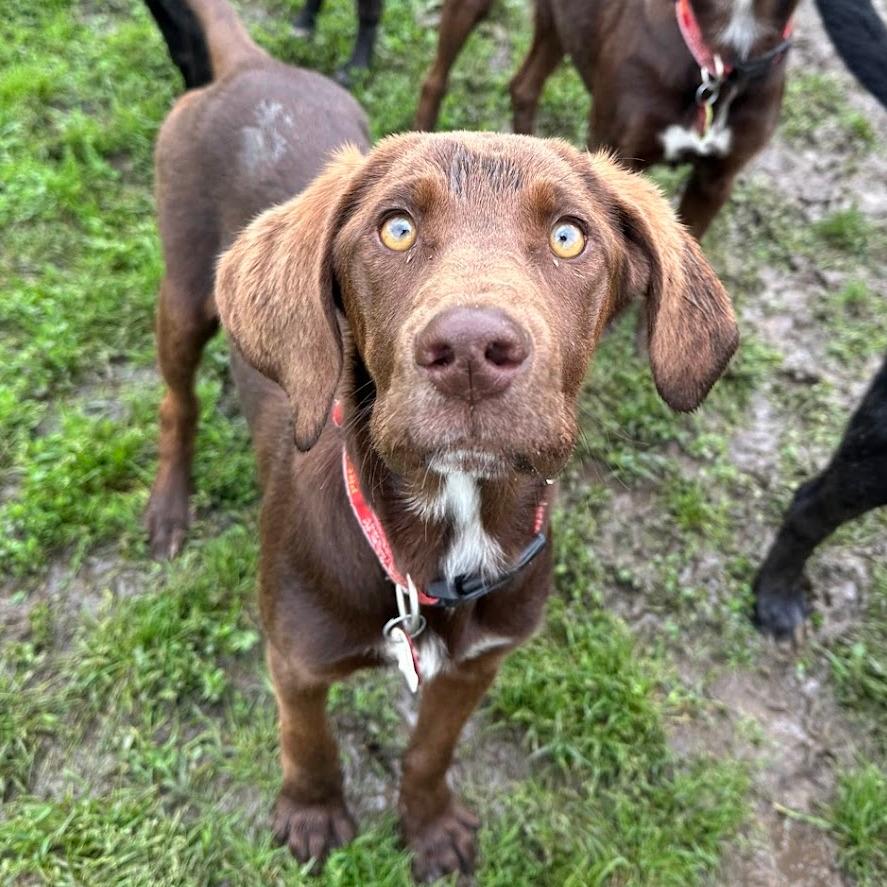 Truffle