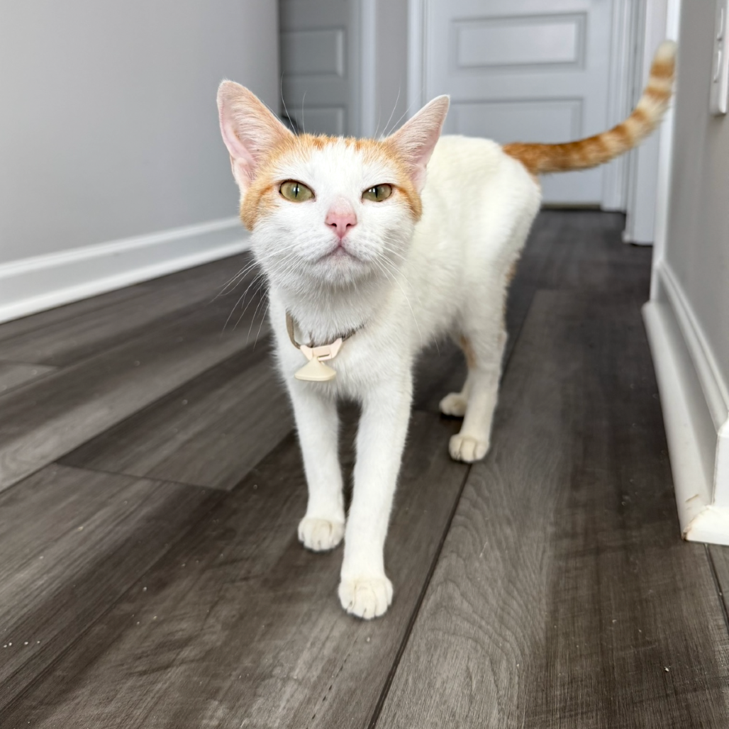 Marmalade