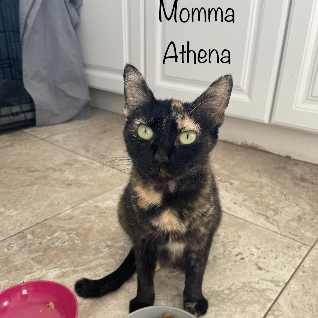 Athena