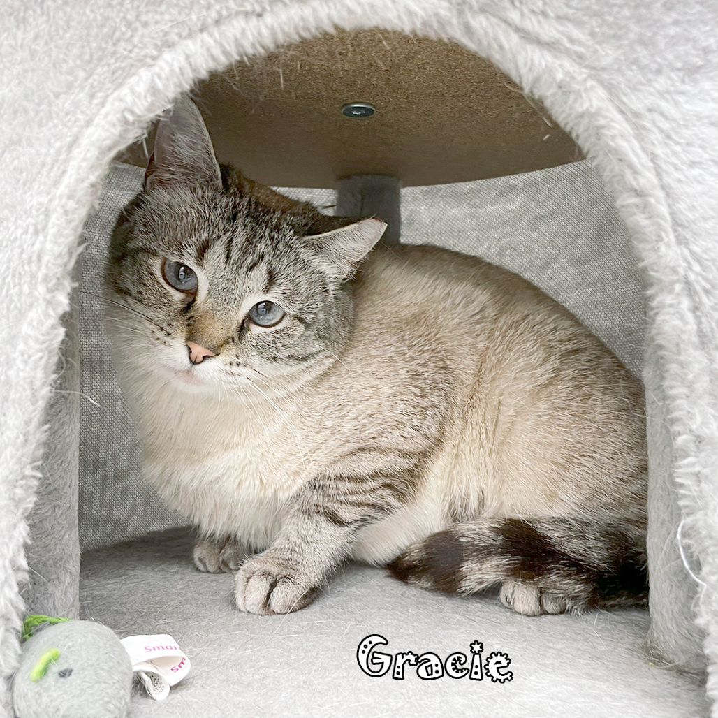 Gracie -bonded w Petunia