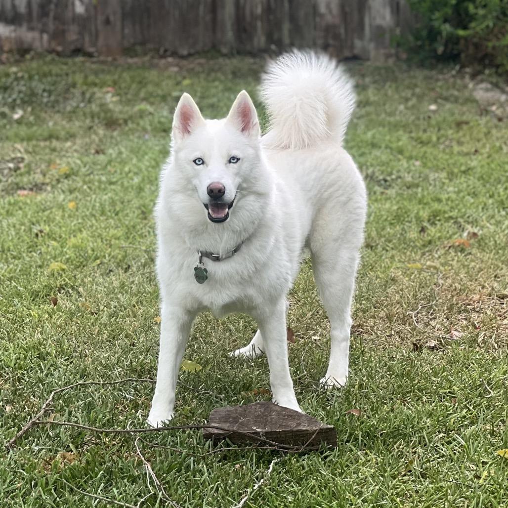 Prince (Reduced Rover)