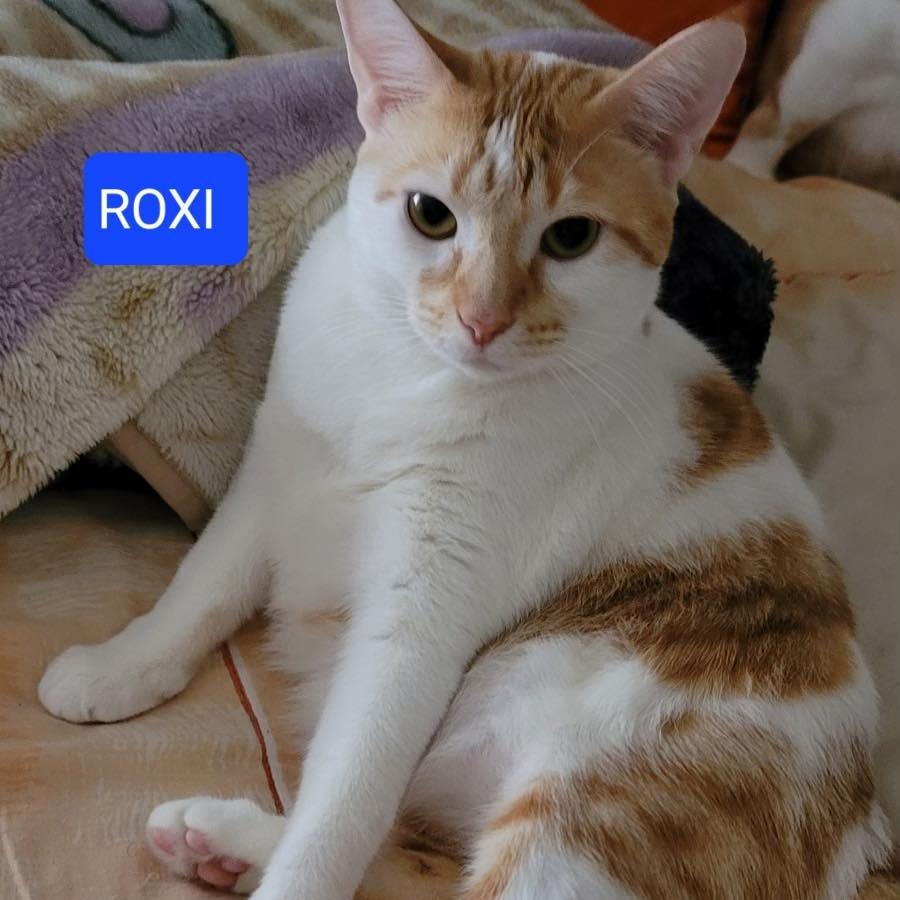 Roxi