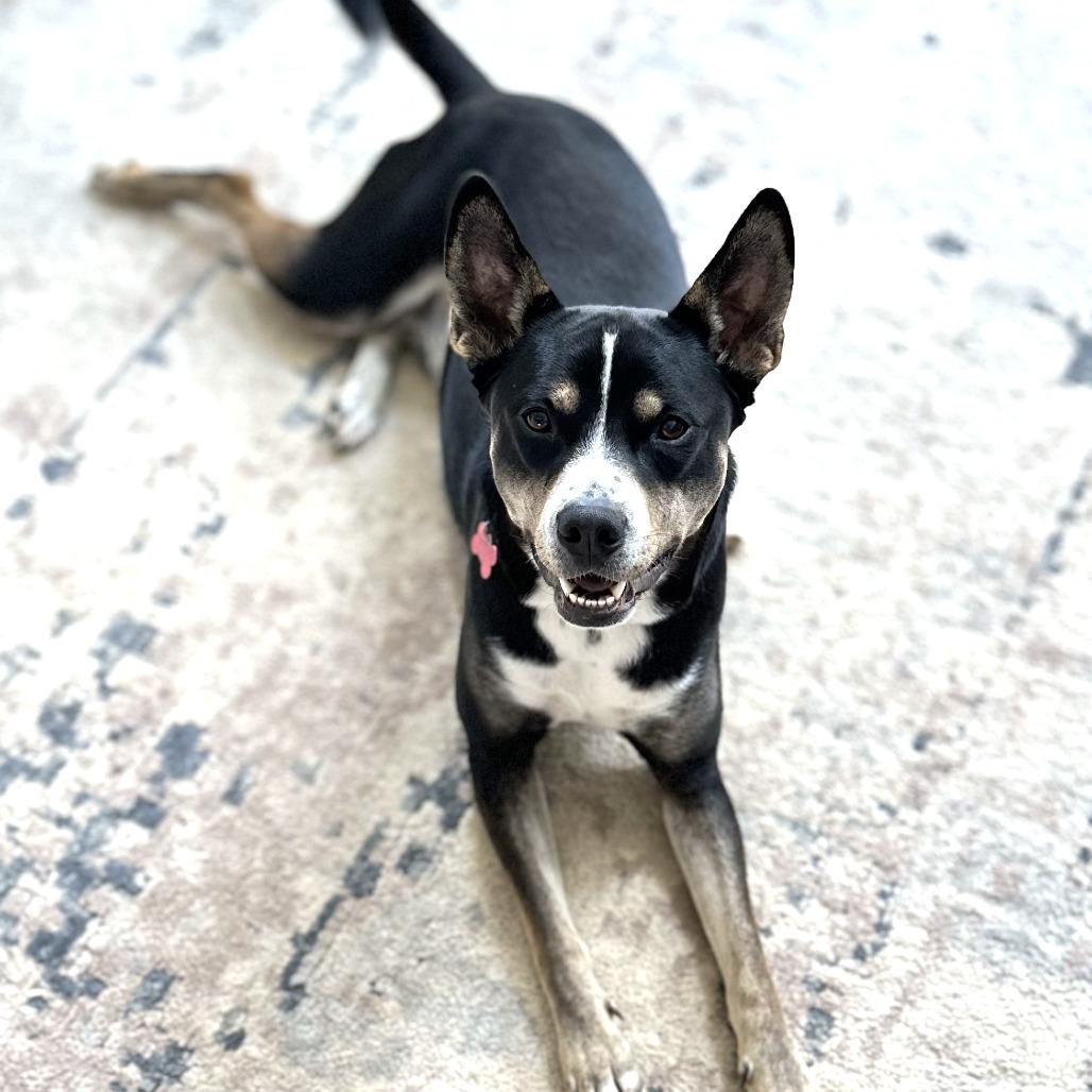 Rocky