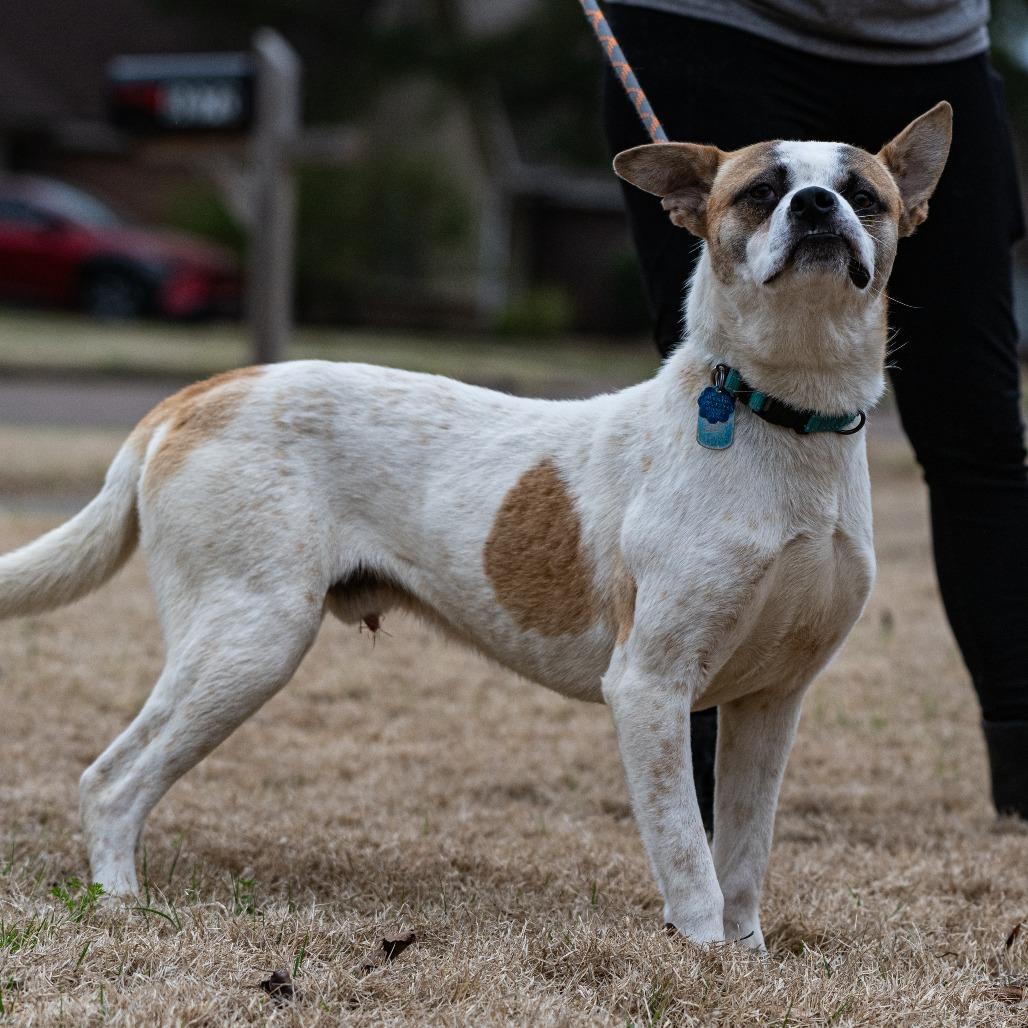 Stitch (Formerly Lava)