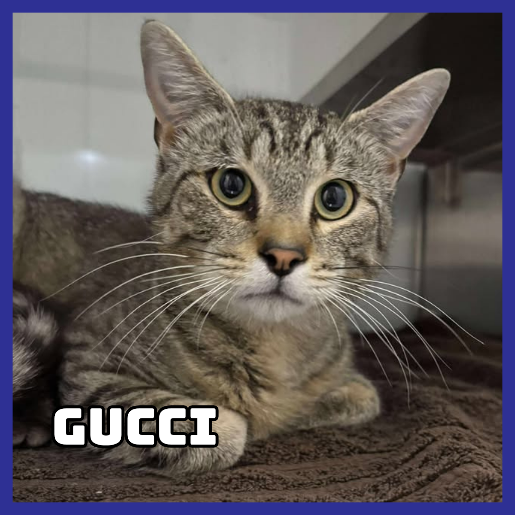 Gucci
