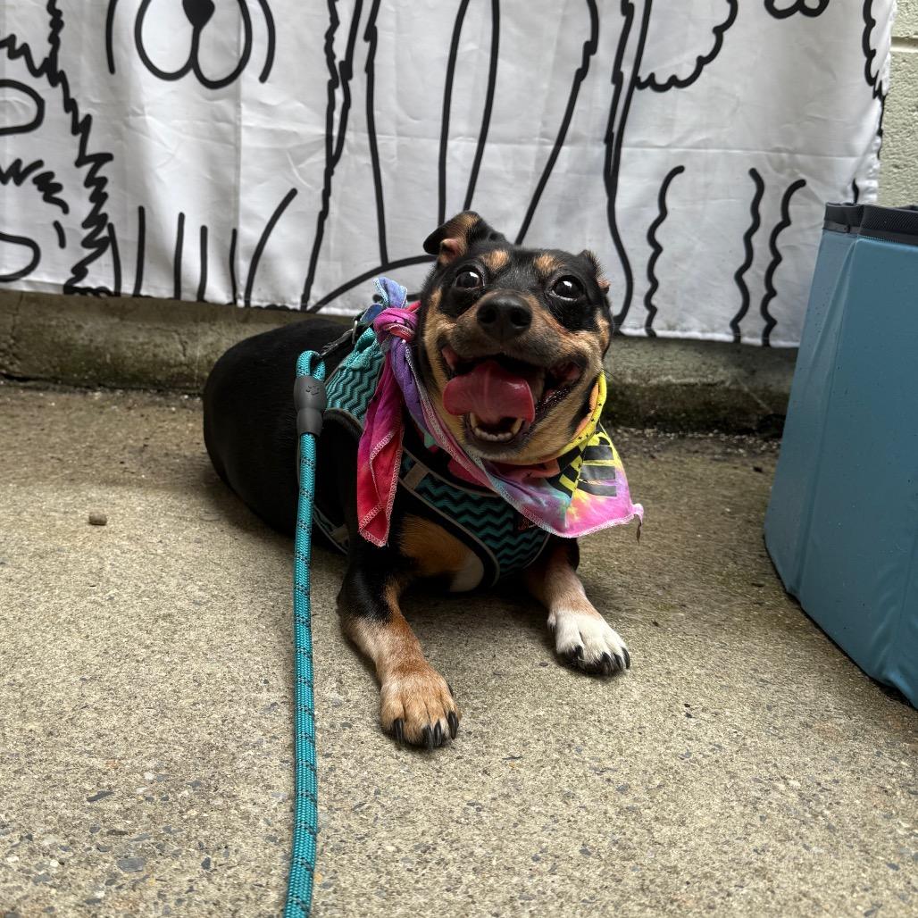 Picture of Phoebe