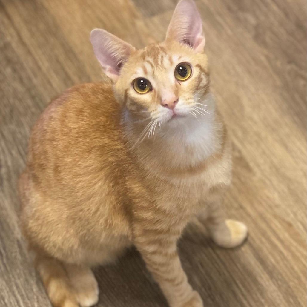 Masala