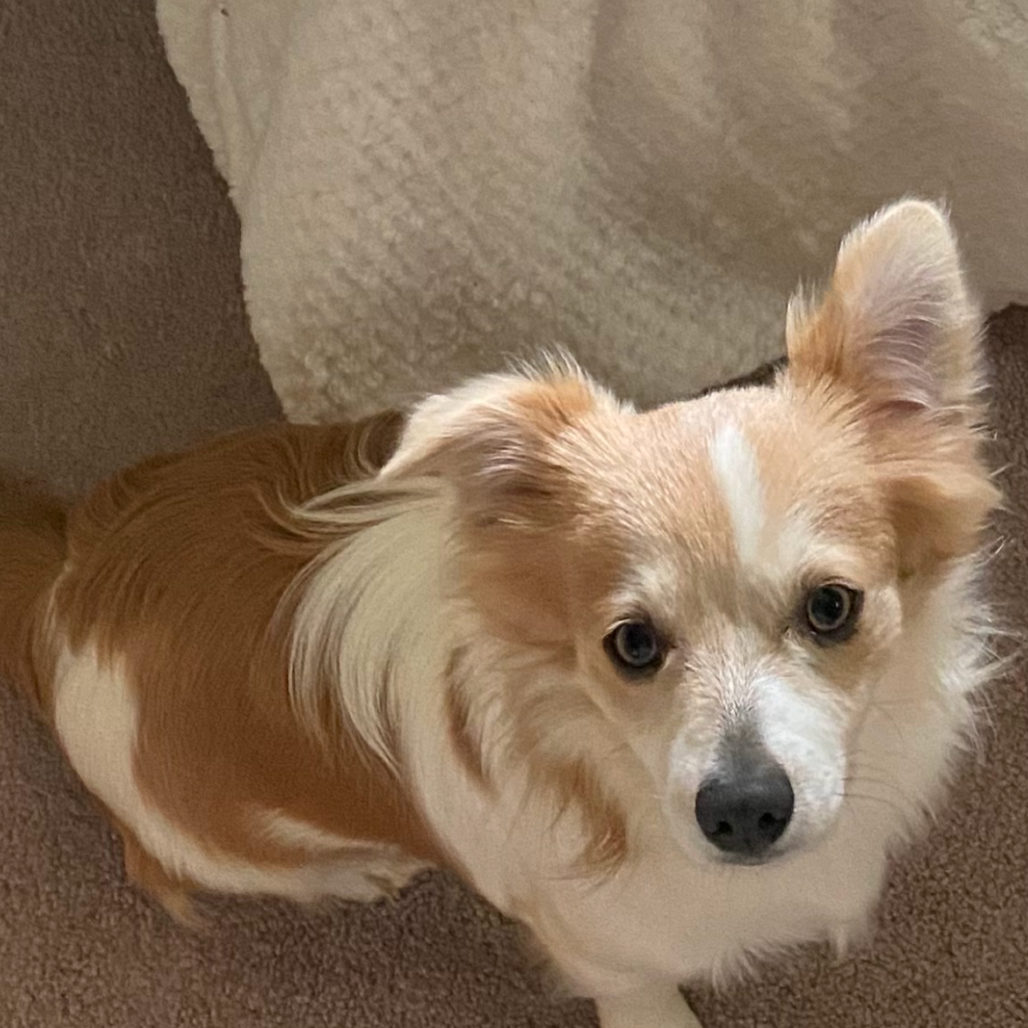 Tom (Benefactor Dog)