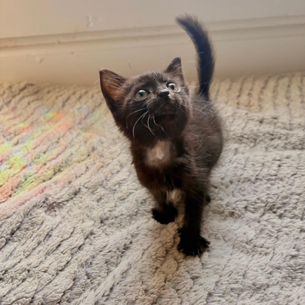 Artemis