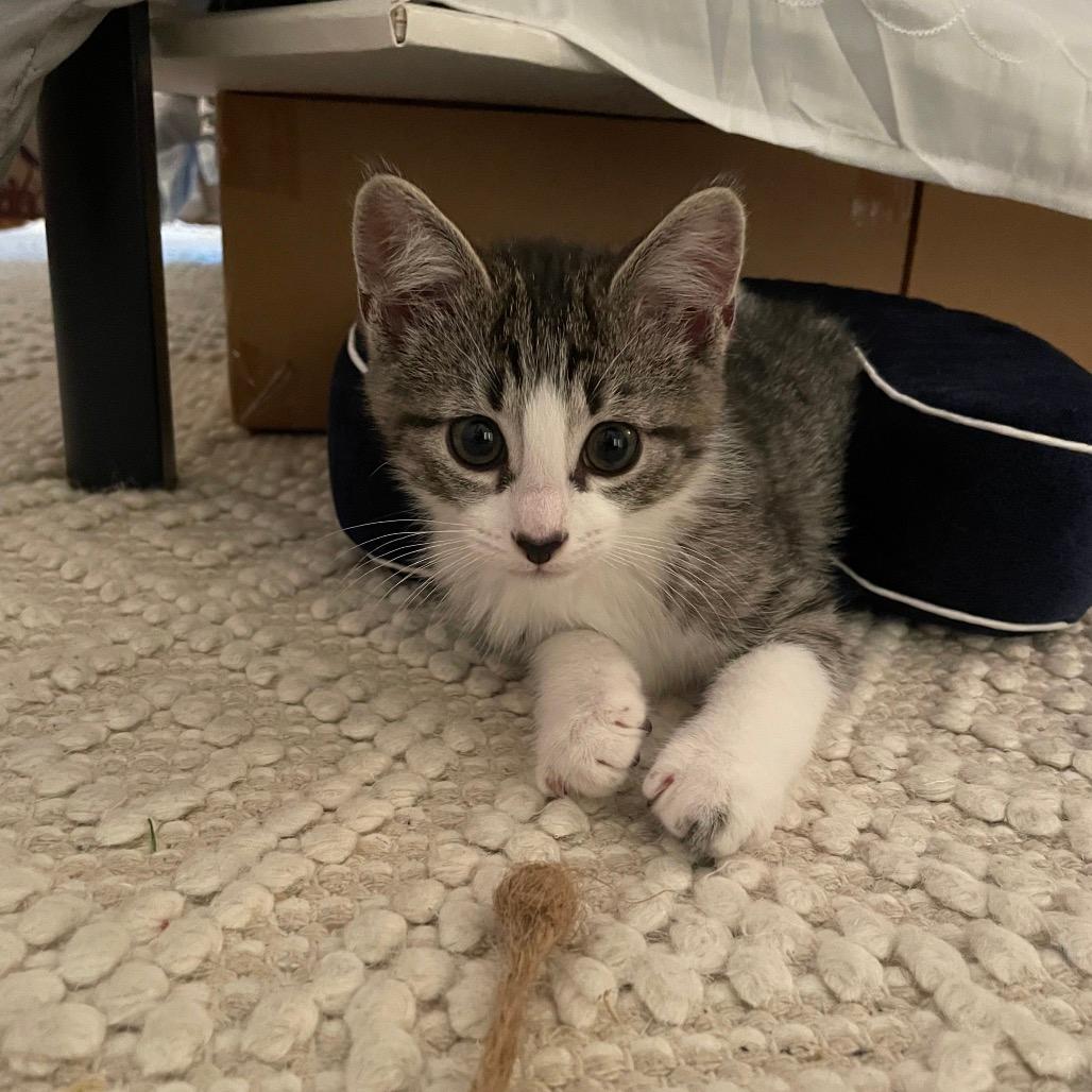 Basil