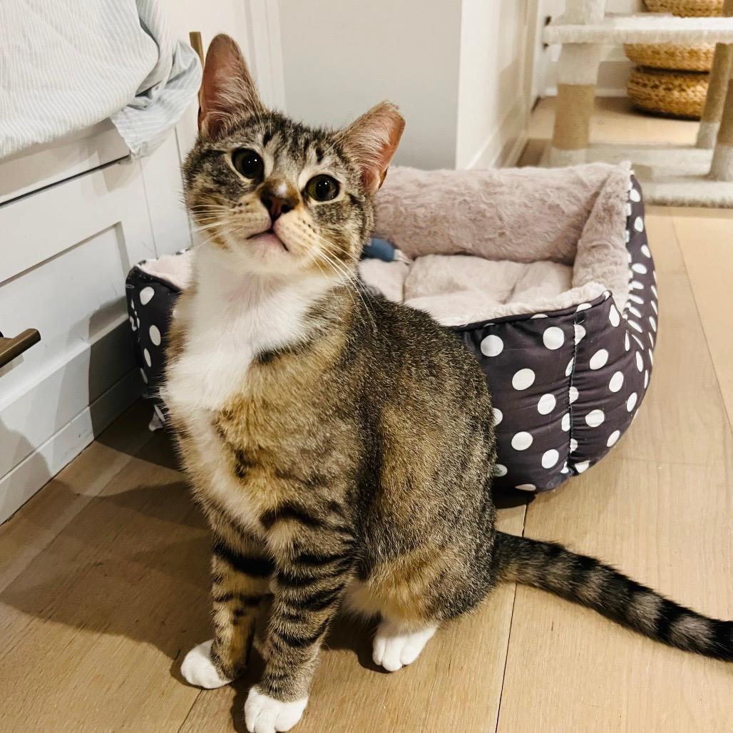 Gus (1 Waterman Tabby) - CHIP