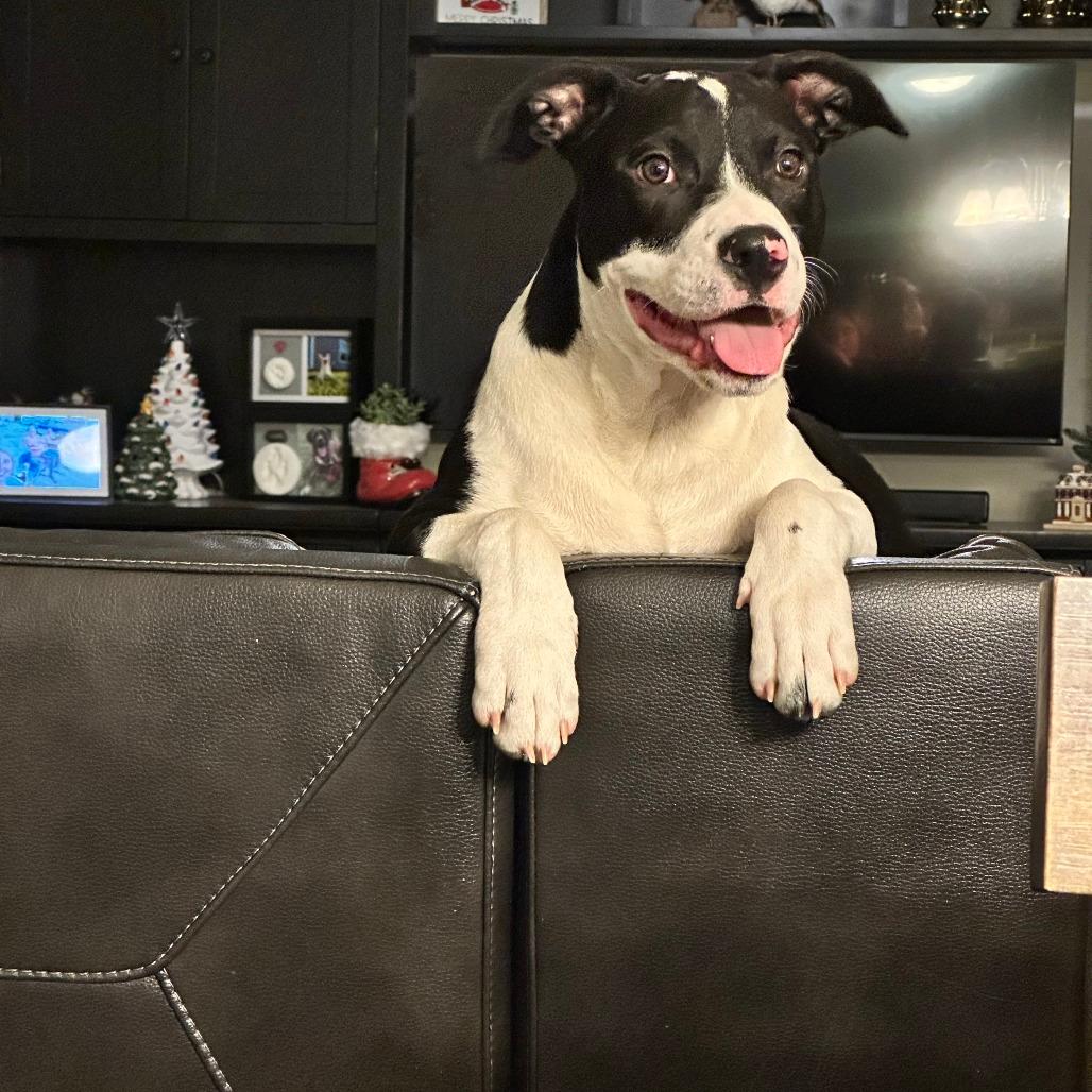 Chico