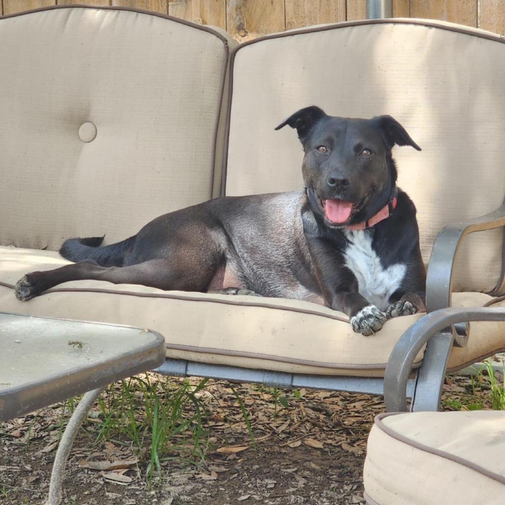 Holly (Reduced Rover)