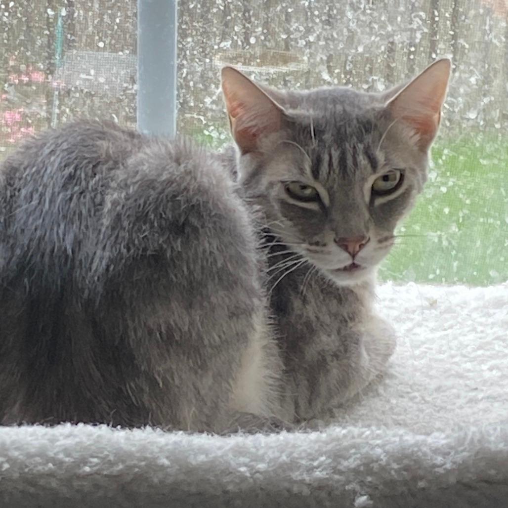 Pierre