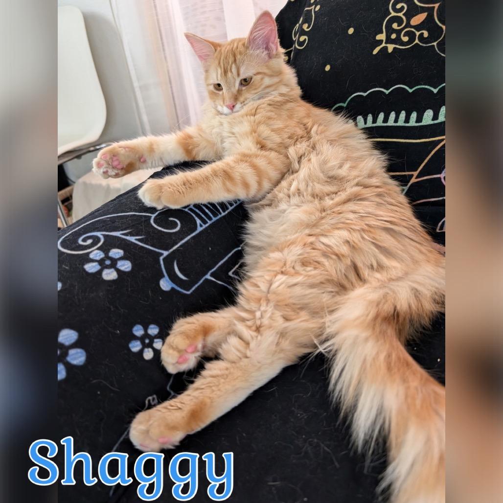 Shaggy