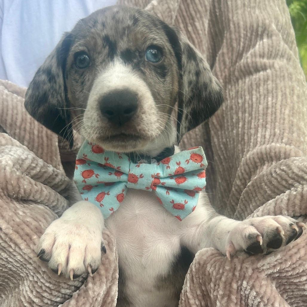 Jasper (Benefactor Puppy)