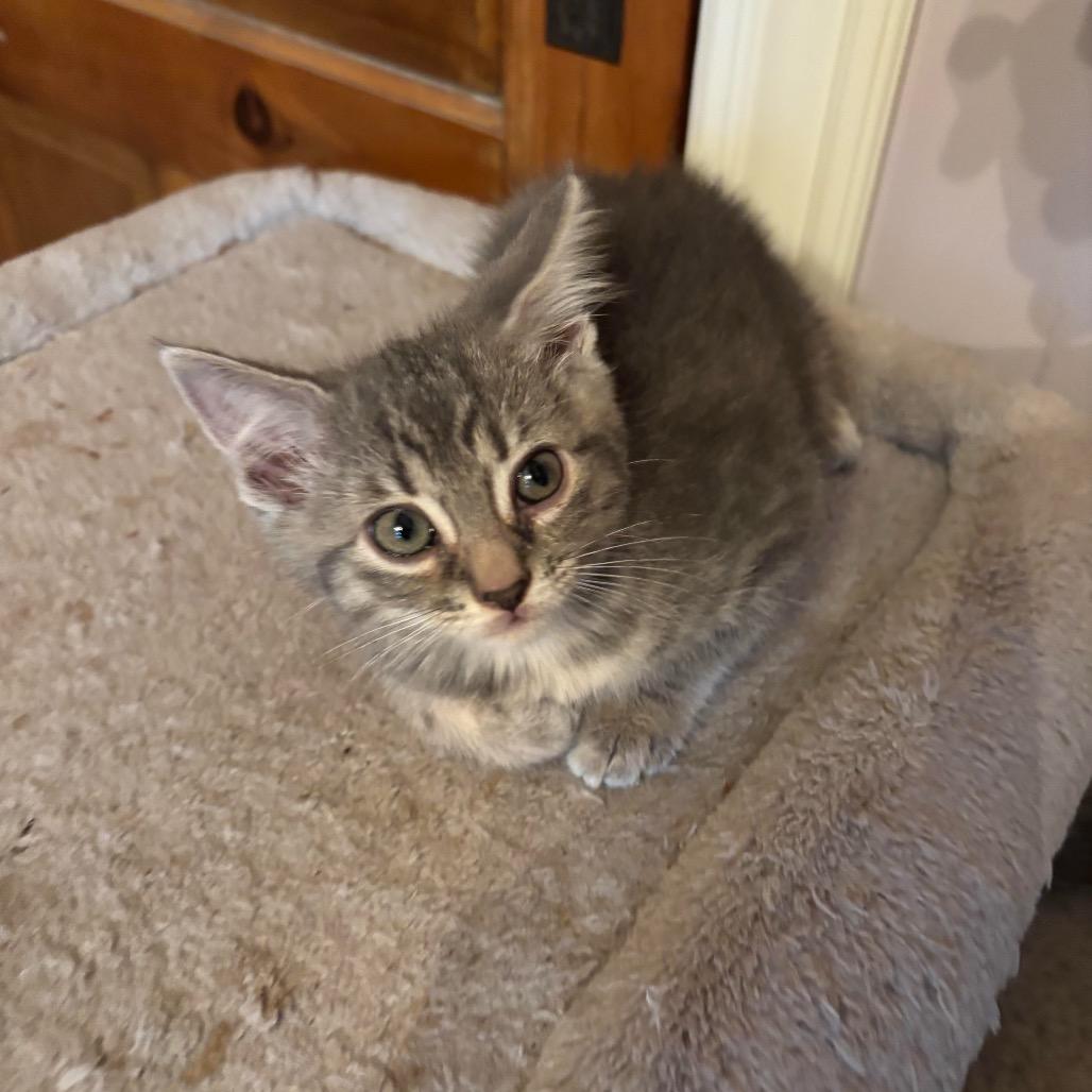 Miranda’s kitten: McNugget